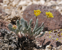 Eriogonum alexanderae