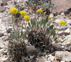 Eriogonum alexanderae