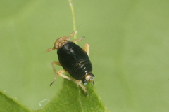 Ditropis pteridis