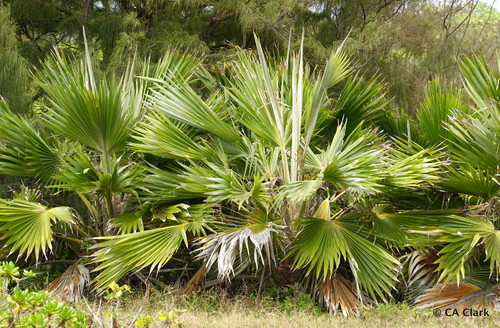 Pritchardia hillebrandii observed 2022-05-18