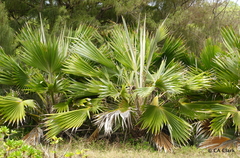 Pritchardia hillebrandii