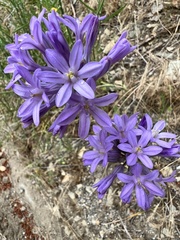 Dichelostemma multiflorum
