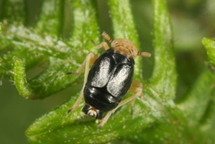 Ditropis pteridis