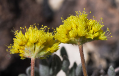 Eriogonum alexanderae