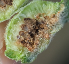 Neuroterus quercicola