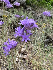 Dichelostemma multiflorum