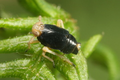 Ditropis pteridis