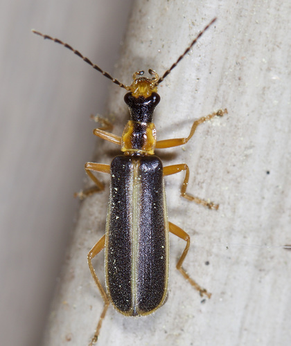 Podabrus brunnicollis (Fabricius, 1801)