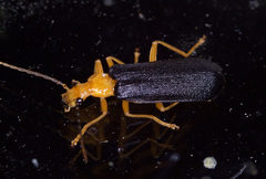 Podabrus fayi