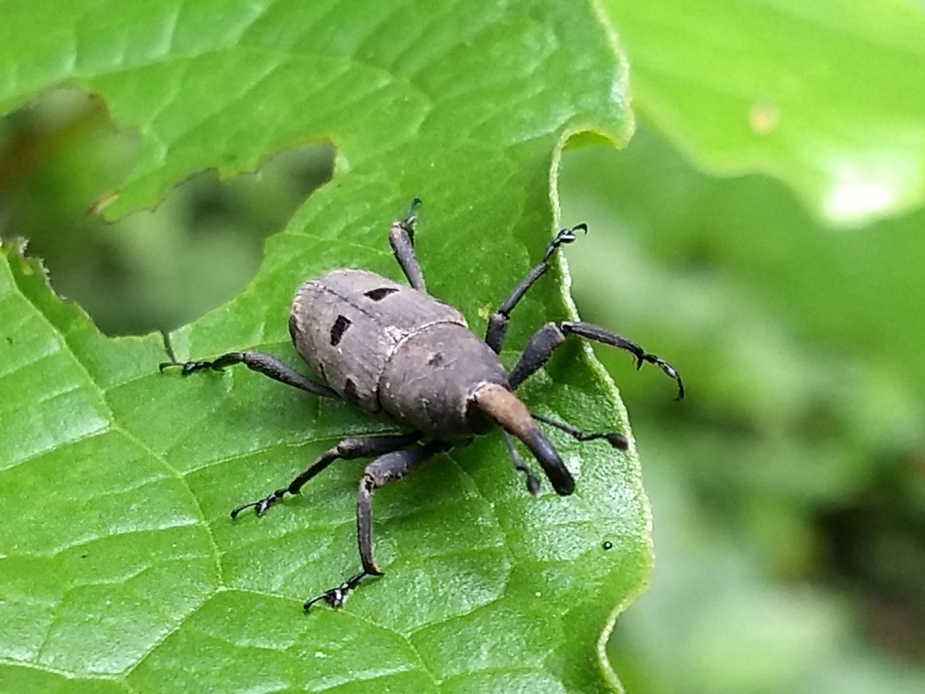 Rhodobaenus stigmaticus
