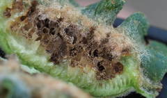 Neuroterus quercicola