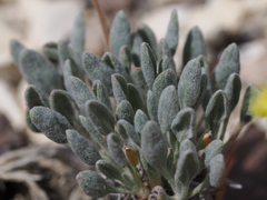Eriogonum alexanderae