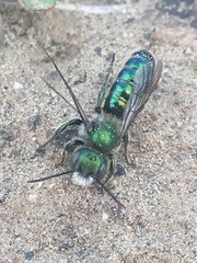 Hoplitis fulgida