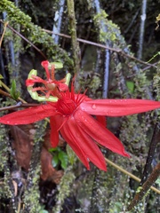 Passiflora quadriglandulosa
