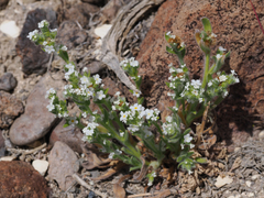 Plagiobothrys hispidus
