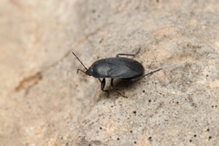 Lethaeus cribratissimus