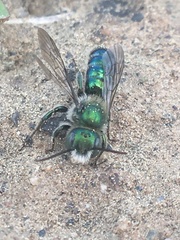 Hoplitis fulgida