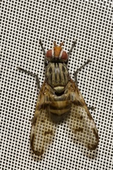 Otites formosa
