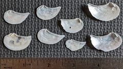 Heteroclidus punctatus