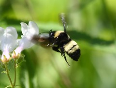 Bombus auricomus