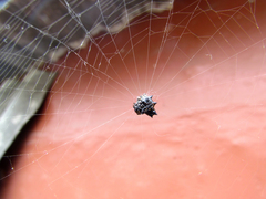 Gasteracantha cancriformis
