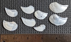 Heteroclidus punctatus