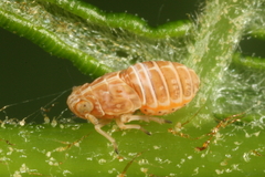 Ditropis pteridis