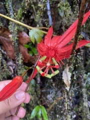 Passiflora quadriglandulosa