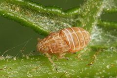 Ditropis pteridis