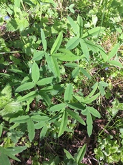 Trifolium montanum