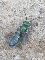 Hoplitis fulgida