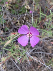 Clarkia lassenensis