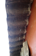 Gasteracantha cancriformis