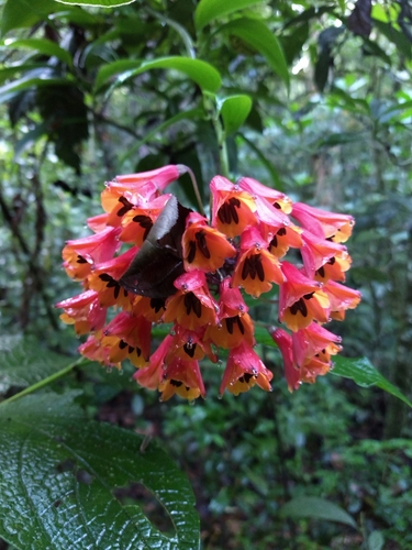 Bomarea acutifolia (Bomarea acutifolia)