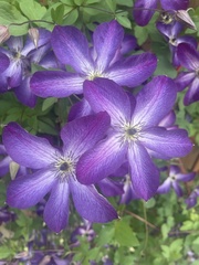 Clematis