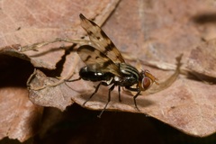 Otites ornata
