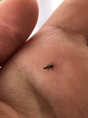 Coleomegilla maculata