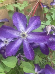 Clematis