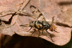Otites ornata