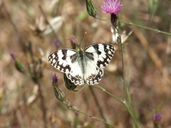 Melanargia titea