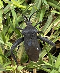 Acanthocephala thomasi
