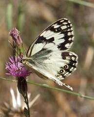 Melanargia titea