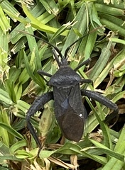 Acanthocephala thomasi