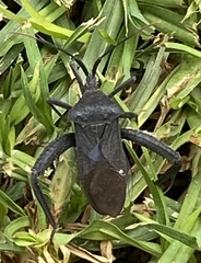 Acanthocephala thomasi