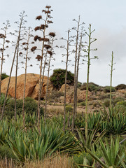 Agave fourcroydes