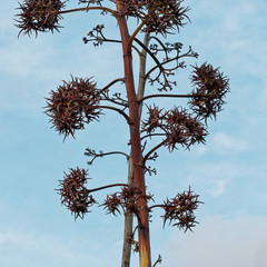 Agave fourcroydes