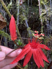 Passiflora quadriglandulosa