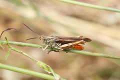 Chorthippus maritimus