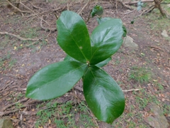 Daphnopsis racemosa