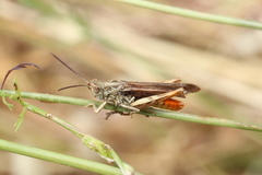 Chorthippus maritimus